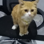 kucing persia medium bigbone