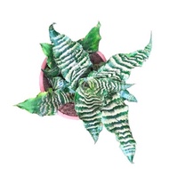 cryptanthus betty-cryptanthus zebrina