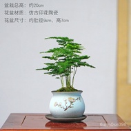 Miye Dwarf Mini Asparagus Fern Potted Desktop Green Plant Bonsai Indoor Office Tea Table Microphyte Chinese Bonsai OEBU