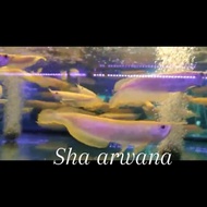 ikan albino silver arwana silver arwana albino