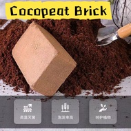 Cocopeat Block soil Gardening Media Plants Growth椰砖
