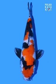 Showa Momotaro 55 Bu Male Ikan Koi Import Sertifikat Breeder