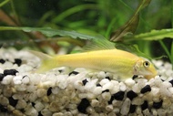 Golden Algae Eater Loach / Albino Algae Eater / sucker fish / Golden Algae Eater Loach / ikan sucker