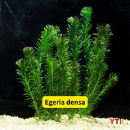 Egeria densa / Limnophila sessiliflora｜Easy Aquarium Plants｜Fast Growing｜Freshwater Plants｜水草