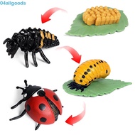 ALLGOODS Growth Cycle Model For Kid Butterfly Growth Cycle Teaching Material Spider Kids Toy Educati