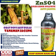 Obat Penyakit Bulai Pada Tanaman Jagung ZNSO4 GAZA ZINK SULFATE isi 500ML Anti Jamur Pupuk Pencegah Layu Daun Jagung Mencegah Busuk Akar Batang Buah dan Daun Tanaman Jagung Paling Ampuh Terlaris Murah