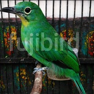 BURUNG CUCAK IJO BETINA SIAPAN