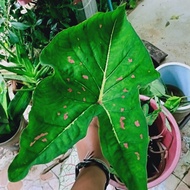 UBI KELADI CALADIUM BULB BENIH SEED THAI (KIAW MEN LI) TANAMAN HIAS HIASAN ORNAMENTAL INDOOR HOUSE PLANT MURAH VIRAL