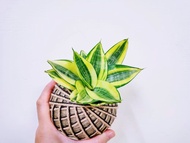 黃金虎尾蘭苔球│室內植物│陽台植物│觀葉植物