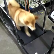 宇晟狗狗跑步机宠物跑步机狗狗锻炼宠物玩具C200Yusheng Dog Treadmill Pet Treadmill Dog Forging20240911