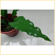 Anthurium plowmanii ( Wave of Love Anthurium Plant ) ๑ ♠ ▦
