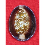 LP Kasem Biaget Tagua Rare