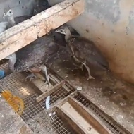 Merak biru sepasang anakan burung merak biru India