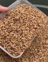 Maggot BSF 1 kg kualitas Super