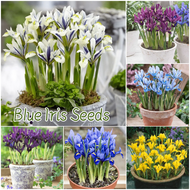 ปลูกง่าย เมล็ดสด100% เมล็ดพันธุ์ บลูไอริส บรรจุ 100เมล็ด สีผสม Blue Iris Flower Seed เมล็ดไอริสสีฟ้า เมล็ดดอกไม้ บอนสีราคาถูก เมล็ดบอนสี ต้นไม้มงคล บอนสี ดอกไม้ปลูกสวยๆ เมล็ดพันธุ์ดอกไม้ ไม้ประดับ พันธุ์ดอกไม้ ดอกไม้ปลูก แต่งบ้านและสวน Seeds for Planting