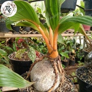 Terbaru Tanaman Hias Unik Tunas Kelapa Bonsai Coconut Unique Plus Pot