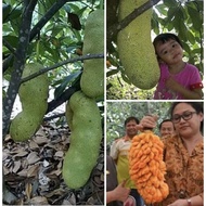 Anak Pokok Cempedak King