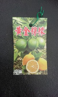 [售]黃金檸檬嫁接苗/請先來電詢價