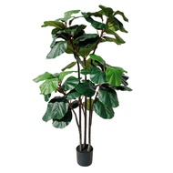 ต้นไทรใบสัก 160 ซม. Fiddle Leaf Fig Height 160 Cm