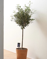 Bangkok Botanics - ต้นไม้นำเข้า ดูแลง่ายพร้อมส่ง ต้นมะกอก ต้นโอลีฟ Olea Europaea ขนาด 90-100 ซม. 5-6