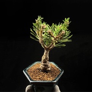 SG3006-日本八房黑松/稀有短針🔥精品植物小盆栽禮物🔥