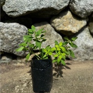 Pokok Spearmint (Mentha arvensis / Wild Mint) 1 Pokok dalam Polybag