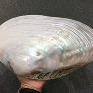 泰國貝殼 - 能夠將鼠尾草淨化效果發揮到最大