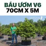 Bầu ươm V6 - VietGrow Chiều Cao 70cm