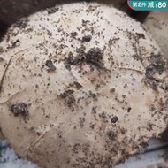 【第2件減80】80年代雲南珍藏陳年易武野生大雪山蟲屎沱金瓜普洱干倉老生茶250g