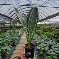 TKL - Sansevieria Masoniana Whale Fin / Sansevieria Whale Fin Variegated 宝扇虎皮兰