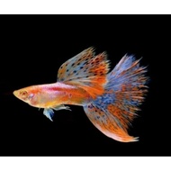 Aquarium accessories (pink grace albino guppy) 7 pairs