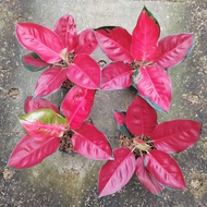 aglaonema suksom jaipong