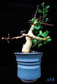 (#338) 卡塔夫正白皮橄欖　Commiphora kataf / 塊根植物 Caudex / 另售象牙宮、龜甲龍、念珠橄欖、橄欖樹