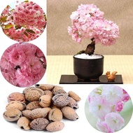 1/2/5/10pack 10pcs Seeds Japanese Cherry Sakura Seeds Sakura Flower Plant Seed Bonsai Tree Live Plan