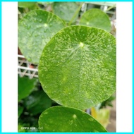 Variegated Pilea Peperomioides "  Chinese Money Plant  "