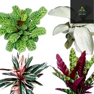 Paket 4 Tanaman Hias Bunga Calathea Bulu Ayam - Calathea Silver - Calathea Multicolor - calathea sep