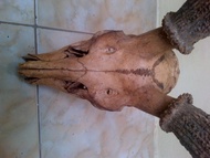 Tanduk Rusa kijang asli