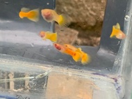 guppy full gold glassbelly albino 1 pair( medium size ready breed)