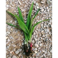 Benih bawang dayak/kera