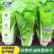[Imported Vegetables] Four Seasons Cream Cabbage Seeds Small Cabbage Seeds Cabbage Seeds Vegetable S