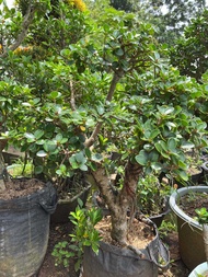 Bonsai Dolar Micro Mangkok Size Besar