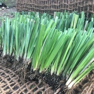 100 Slips Vetiver Grass | Pampatibay at Pangpatigas ng Lupa Laban sa Landslide at Baha