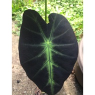 colocasia black beauty