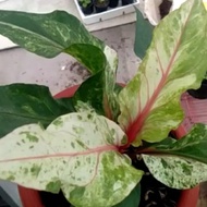 Anthurium Obor Merah Varigata - Indukan