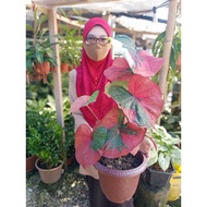 New [Rare Collection] Caladium Red Berret / Pokok Keladi Cat Tumpah by Nawan Garden