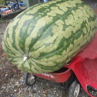 เมล็ดพันธุ์ แตงโมยักษ์ แคโรไลน่า ครอส (Carolina Cross Watermelon Seed) 5 เมล็ด คุณภาพดี ราคาถูก ของแท้ 100%