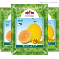 Benih Melon Golden ALISHA F1