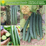 เมล็ดพันธุ์ แตงกวาญี่ปุ่น บรรจุ 40 เมล็ด Japanese Cucumber Seeds Vegetable Seeds for Planting เมล็ดแตงกวาญี่ปุ่น สายพันธุ์ OP เมล็ดพันธุ์ผัก ผักออร์แกนิก บอนไซ พันธุ์ผัก เมล็ดบอนสี ผักสวนครัว ต้นไม้มงคล เมล็ดผัก ปลูกง่าย คุณภาพดี ราคาถูก ของแท้ 100%