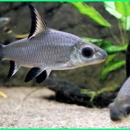 ikan hiu hias /ikan hias aquascape /ikan hias air tawar