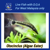 Otocinclus (Algae Eater) - J&S Live Fish with D.O.A.